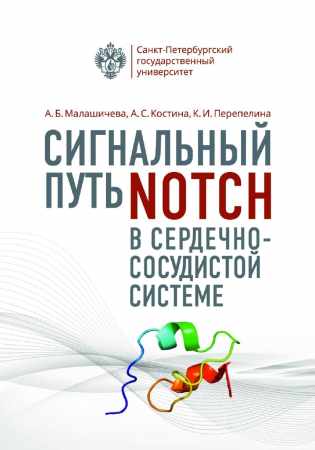 Сигнальный путь Notch в сердечно-сосудистой системе