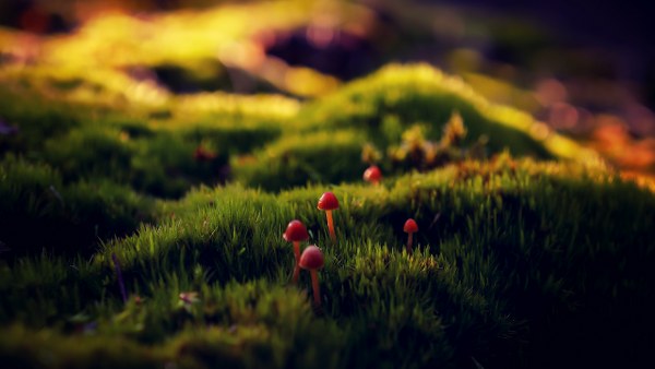 New Mixed HD Wallpapers Pack 242