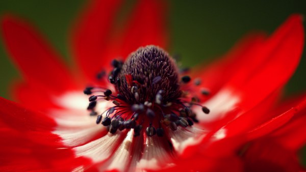 New Mixed HD Wallpapers Pack 254