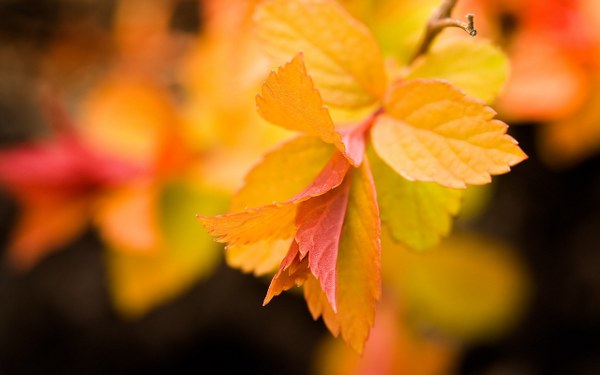 Best Mixed Wallpapers Pack #321-322