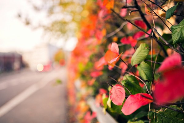 New Mixed HD Wallpapers Pack 160