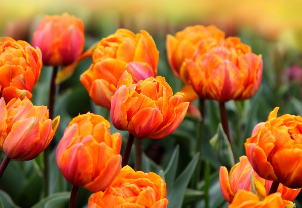 New Mixed HD Wallpapers Pack 161
