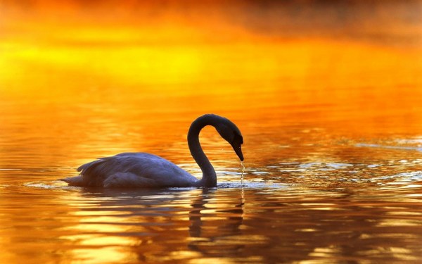 New Mixed HD Wallpapers Pack 264