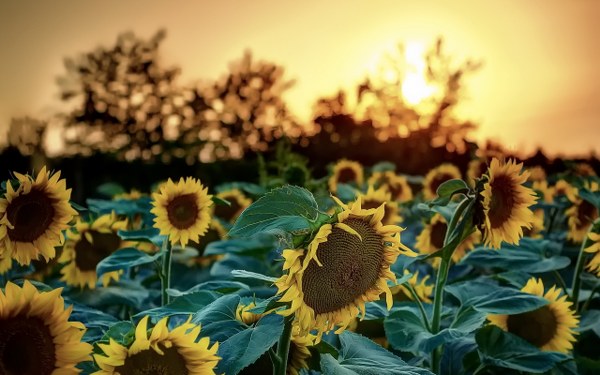 Best Mixed Wallpapers Pack #333-334